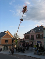 Maibaum aufstellen am Dorfplatz